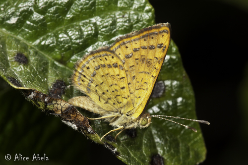 Fatal Metalmark