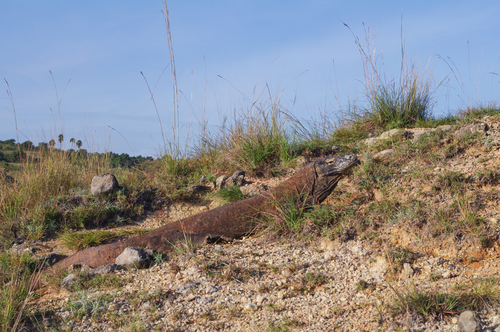 Komodo Dragon — seen at this dive site