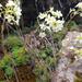 Livelong Saxifrage - Photo (c) HebNat, all rights reserved, uploaded by HebNat