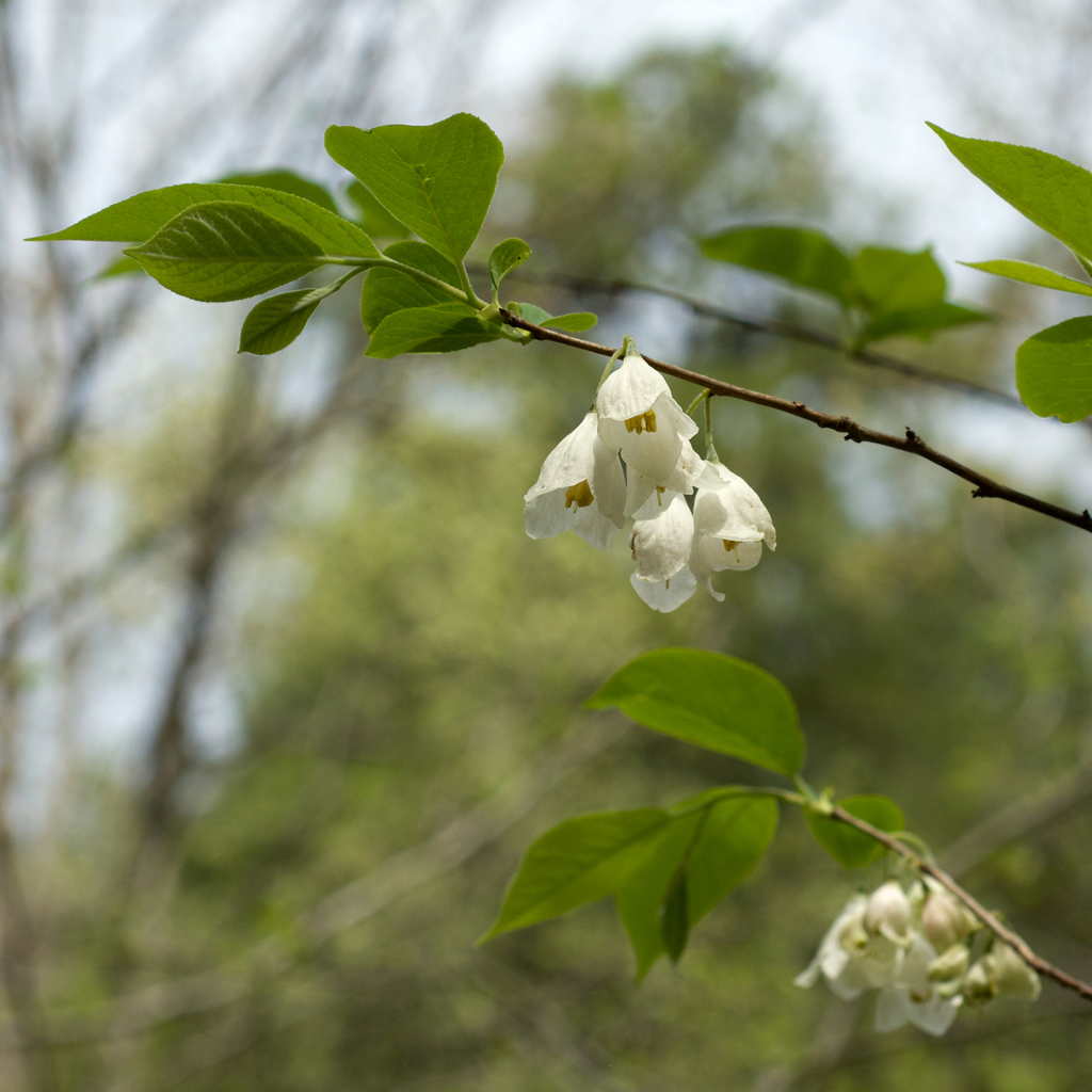 mountain silverbell from Ouachita National Trail, Ouachita National ...