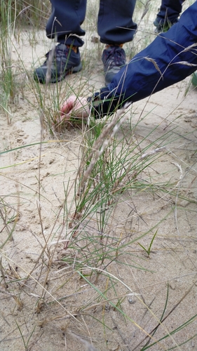 Festuca juncifolia