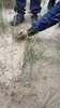 Sand Fescue - Photo (c) Miren, all rights reserved, uploaded by Miren