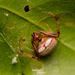 Pirate Spiders - Photo (c) Diego Barrales, all rights reserved, uploaded by Diego Barrales