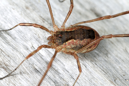 Lacinius ephippiatus