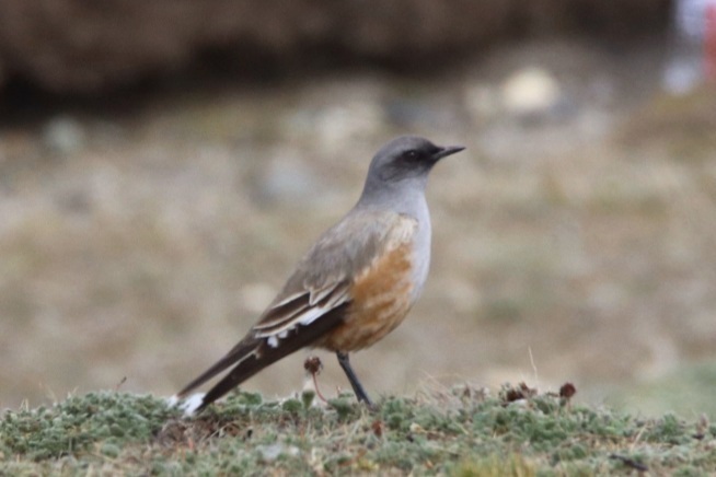 Chocolate-vented Tyrant photo