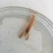 Alpheus parasocialis - Photo (c) mdcwoodbridge, todos los derechos reservados, subido por mdcwoodbridge