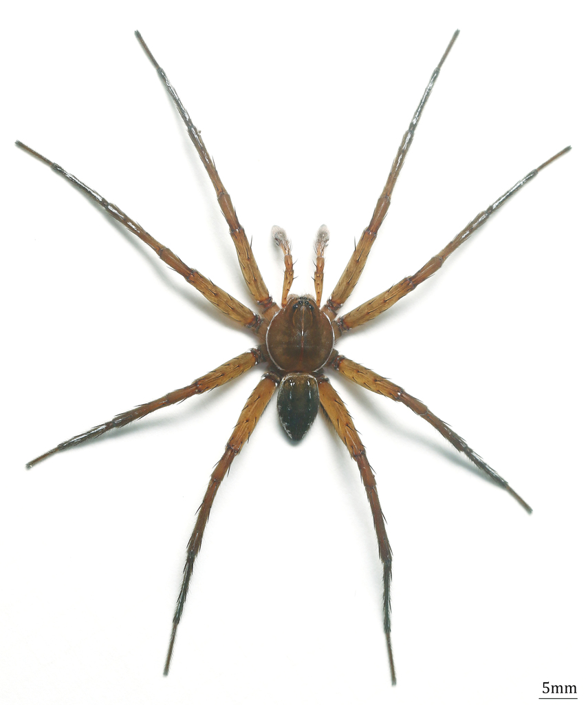 Dolomedes horishanus from 白龍溪 on June 24, 2019 at 11:40 AM by kunag ...