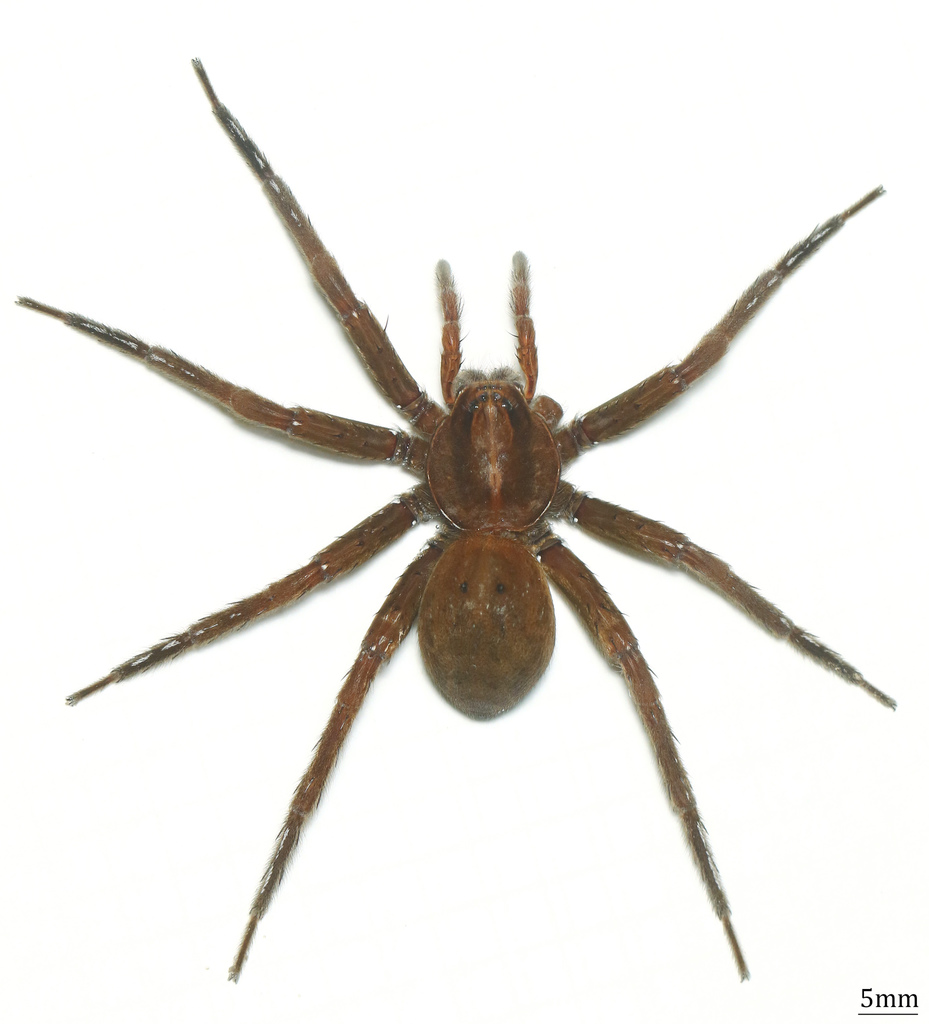 Dolomedes horishanus from 光前溪 on June 26, 2019 at 10:19 AM by kunag ...