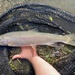 Coastal Rainbow Trout - Photo (c) prickly_sculpin, all rights reserved, uploaded by prickly_sculpin