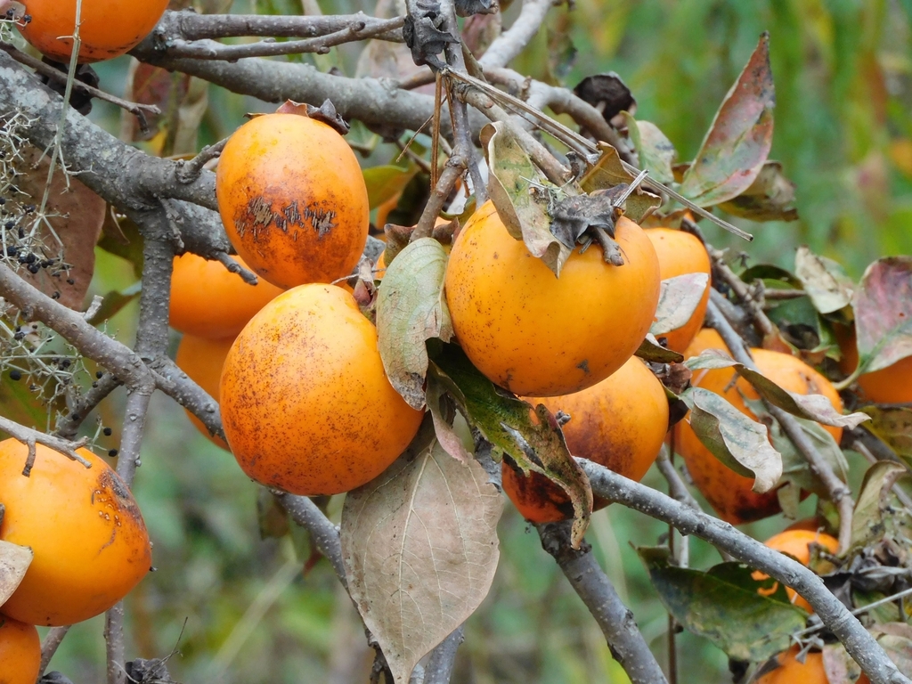 Diospyros kaki