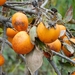 Japanese Persimmon - Photo (c) Jagdish Singh Negi, all rights reserved, uploaded by Jagdish Singh Negi