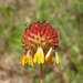 Gaillardia suavis - Photo (c) Jeff Quayle，保留所有權利