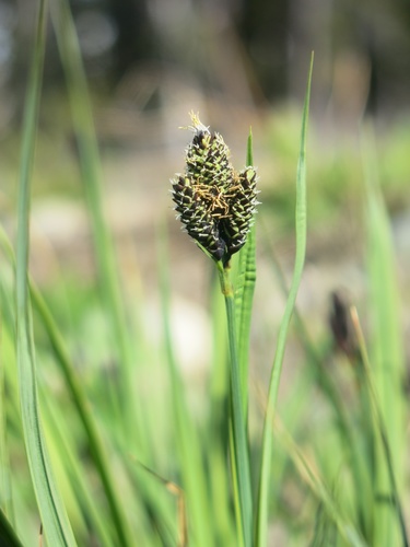 Carex atrosquama