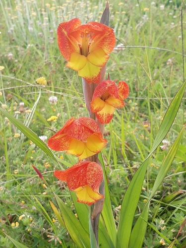 Dragon's-head Lily