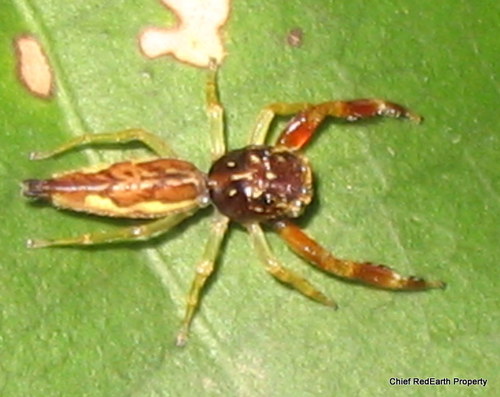 Genus Bavia · iNaturalist