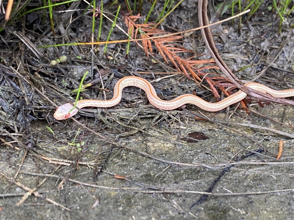 Western Ribbon Snake from Colorado Sand Dr, Pflugerville, TX, US on ...