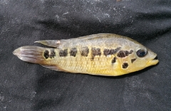 Image of Parachromis friedrichsthalii