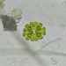 Euastrum spinulosum - Photo (c) Fredy Morales, todos los derechos reservados, subido por Fredy Morales