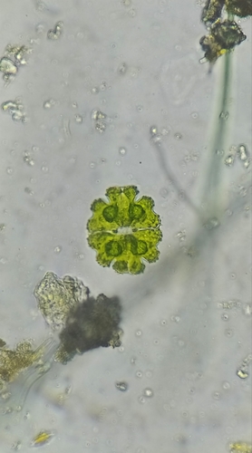 Euastrum spinulosum