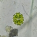 Euastrum spinulosum - Photo (c) Fredy Morales, כל הזכויות שמורות, הועלה על ידי Fredy Morales