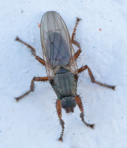 Coelopa frigida (Fabricius, 1805)