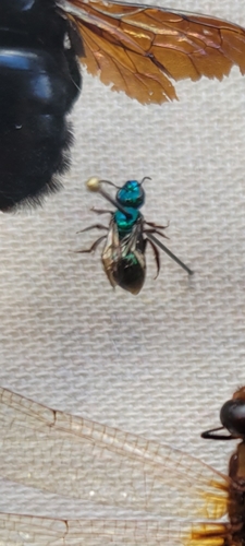 Augochlora buscki