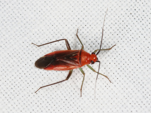 Apple Red Bug (Lygidea mendax) · iNaturalist