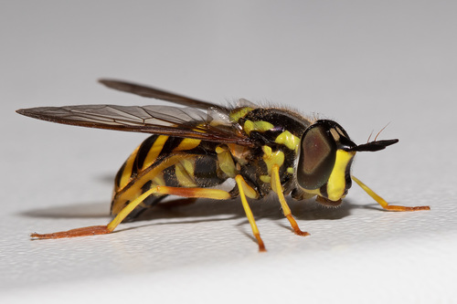 Chrysotoxum