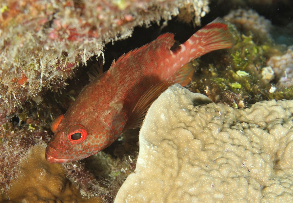 Leopard Cod Leopard Rockcod from Gaafu Dhaalu Atoll, Maldives on November 21, 2021 ...