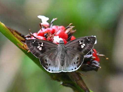 Tagiades japetus (Stoll, 1781)