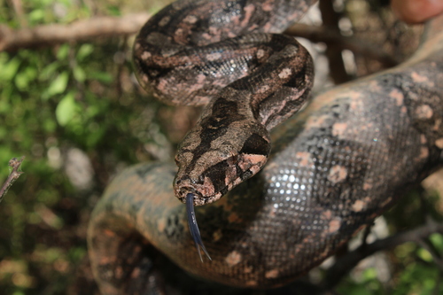 Mexican West Coast Boa Constrictor