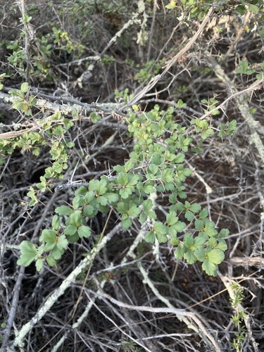 Fuchsia-flowered Gooseberry foliage