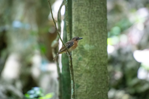White-throated Fiji Whistler