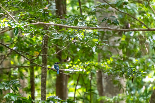 Pacific Kingfisher