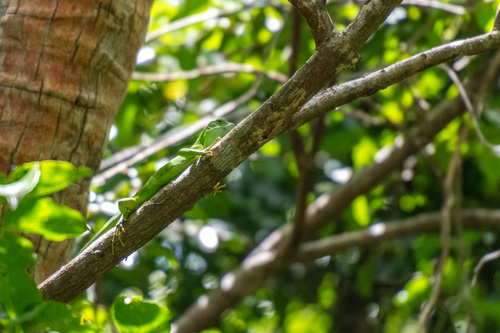 Lau Banded Iguana