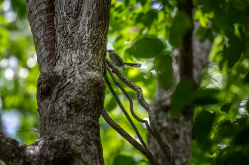 Slaty Monarch