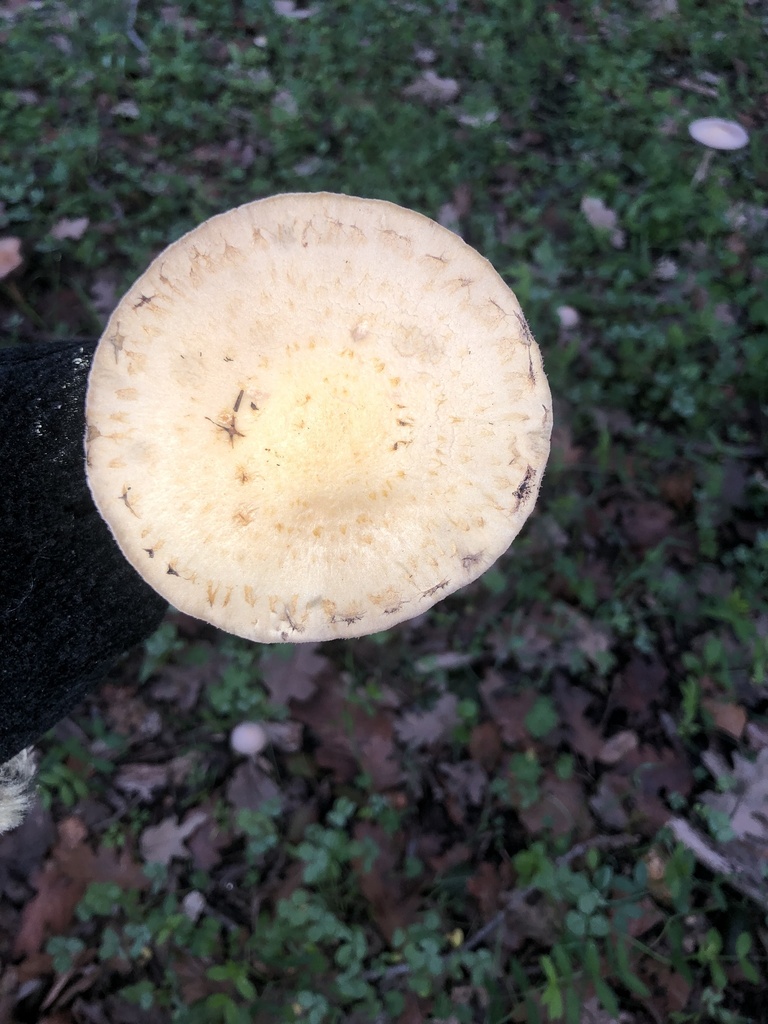 Mulch Maids in December 2021 by scarlett · iNaturalist