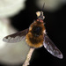 Bombylius fimbriatus - Photo (c) Luis Lopes Silva, all rights reserved, uploaded by Luis Lopes Silva