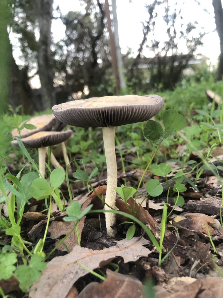 Mulch Maids in December 2021 by scarlett · iNaturalist