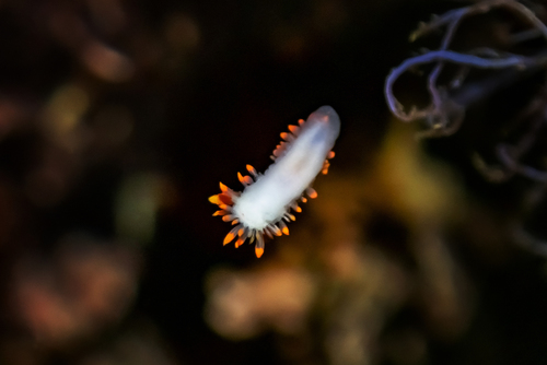 McDonald's Dorid