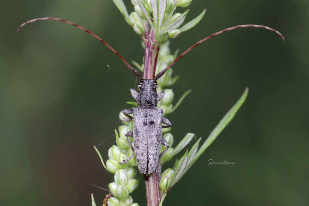 Acalolepta degener from 中国河北省石家庄市灵寿县 on August 11, 2020 at 0752 AM by