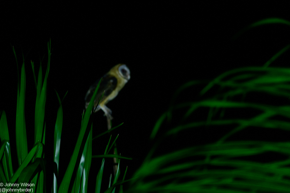 Ashy-faced Owl from Sabana de la Mar, Hato Mayor, Dominican Republic on ...