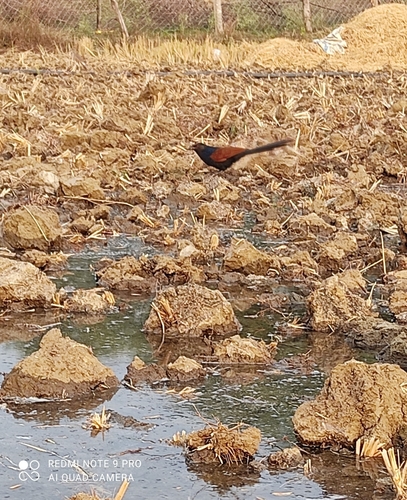 Greater Coucal