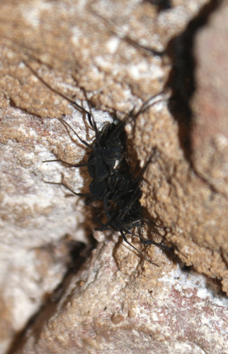 Ischyropsalis robusta