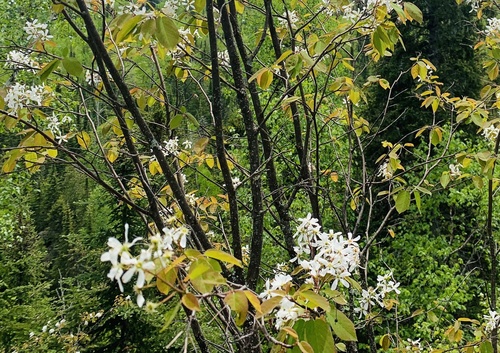 Amelanchier sinica