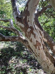 Psidium guajava image