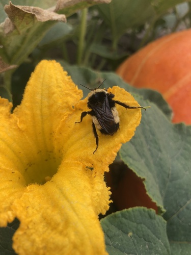 Yellow-banded Bumble Bee