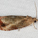 Olethreutes merrickana - Photo (c) Michael H. King, all rights reserved