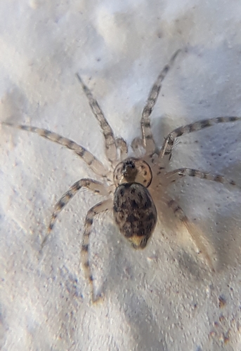 Wall Spider