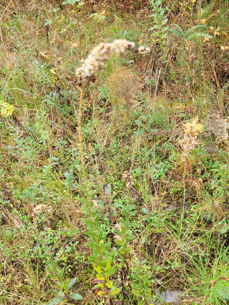 goldenrods from Midway, FL 32343, USA on December 05, 2021 at 1147 AM